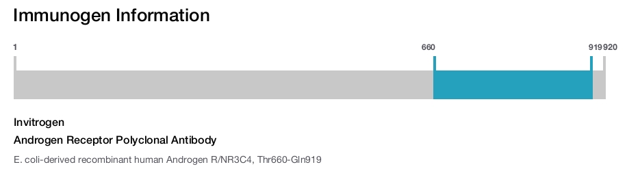 Androgen Receptor Polyclonal Antibody