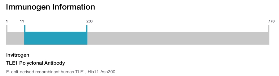 TLE1 Polyclonal Antibody