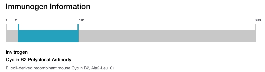 Cyclin B2 Polyclonal Antibody