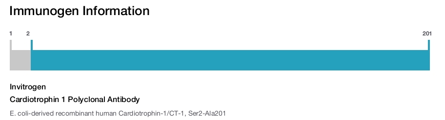 Cardiotrophin 1 Polyclonal Antibody