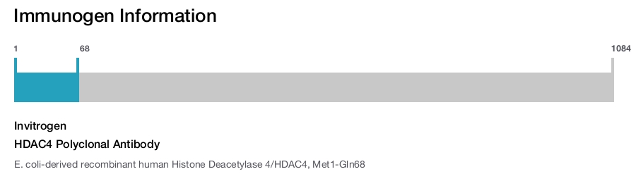 HDAC4 Polyclonal Antibody