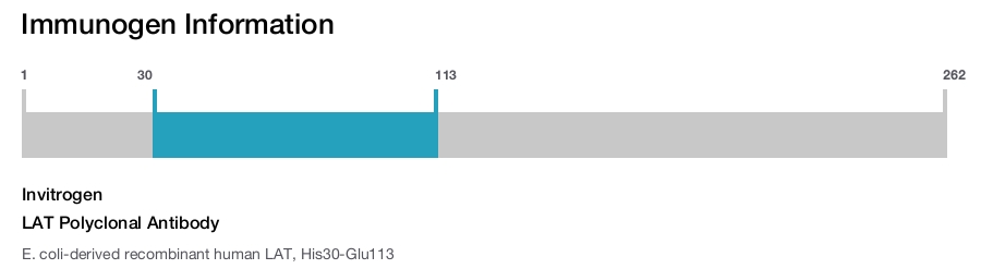 LAT Polyclonal Antibody