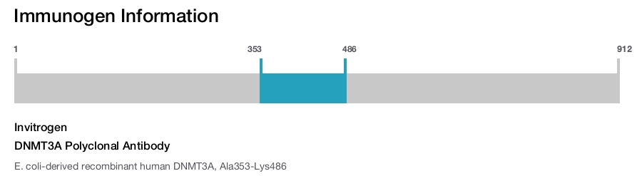 DNMT3A Polyclonal Antibody