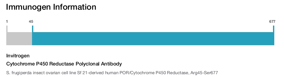 Cytochrome P450 Reductase Polyclonal Antibody