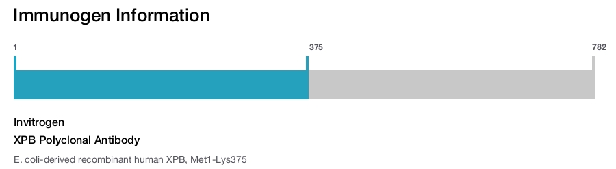 XPB Polyclonal Antibody