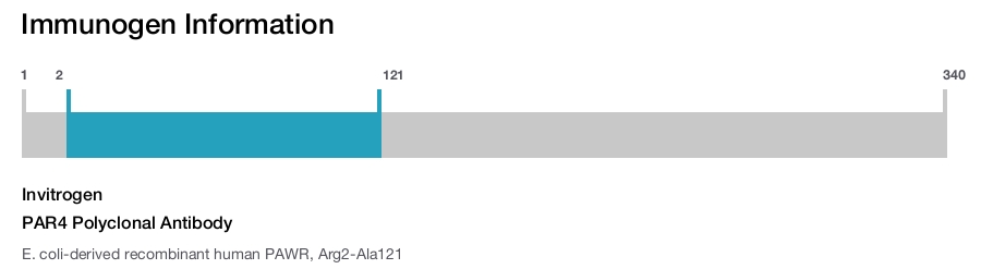 PAR4 Polyclonal Antibody