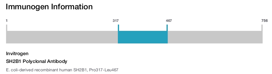 SH2B1 Polyclonal Antibody