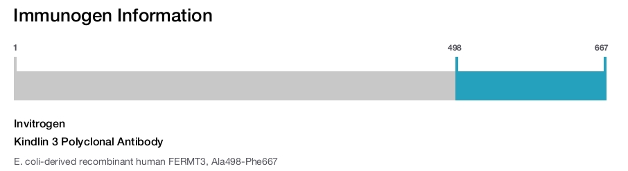 Kindlin 3 Polyclonal Antibody