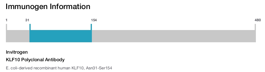 KLF10 Polyclonal Antibody