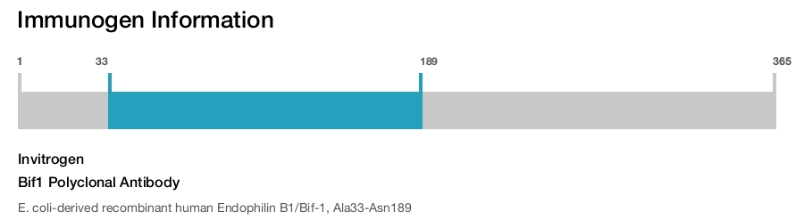 Bif1 Polyclonal Antibody