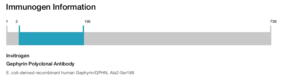 Gephyrin Polyclonal Antibody