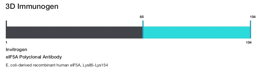 eIF5A Polyclonal Antibody