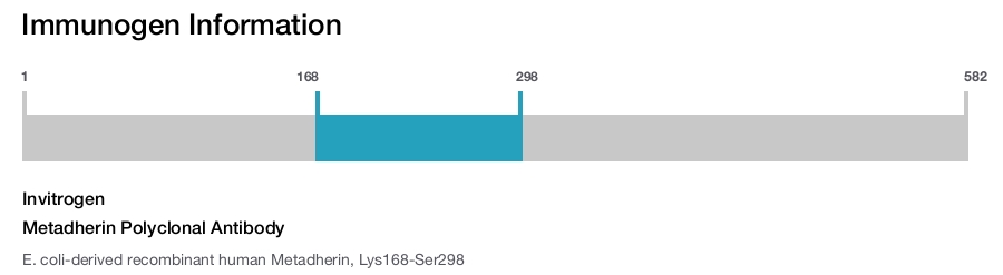 Metadherin Polyclonal Antibody
