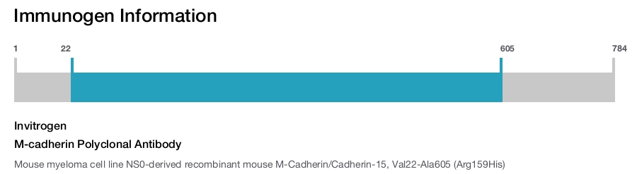 M-cadherin Polyclonal Antibody