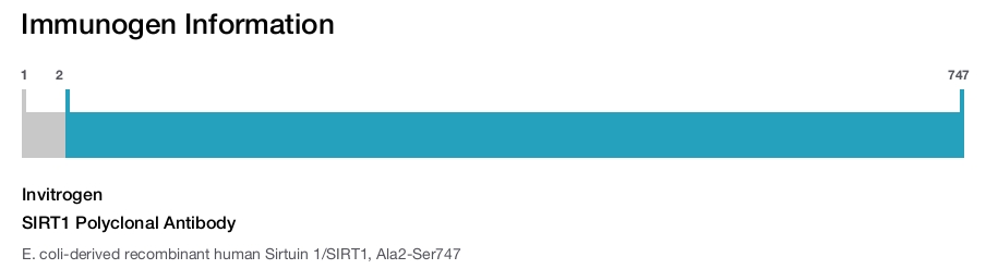 SIRT1 Polyclonal Antibody