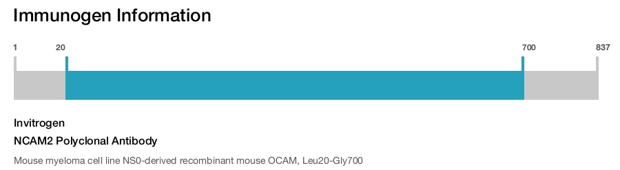 NCAM2 Polyclonal Antibody