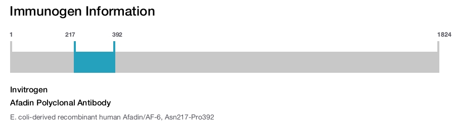 Afadin Polyclonal Antibody