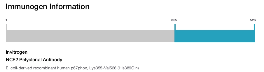 NCF2 Polyclonal Antibody