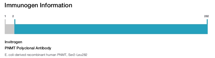 PNMT Polyclonal Antibody