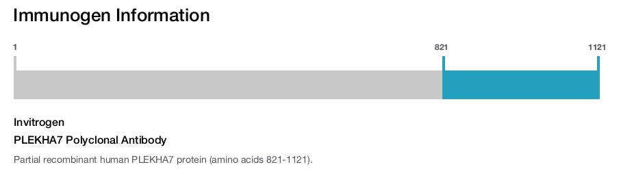 PLEKHA7 Polyclonal Antibody