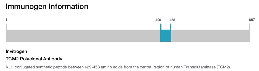 TGM2 Polyclonal Antibody