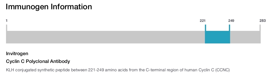 Cyclin C Polyclonal Antibody