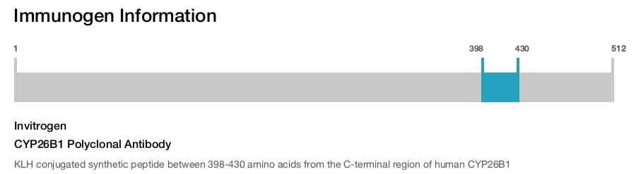CYP26B1 Polyclonal Antibody