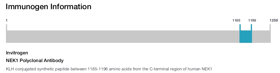 NEK1 Polyclonal Antibody