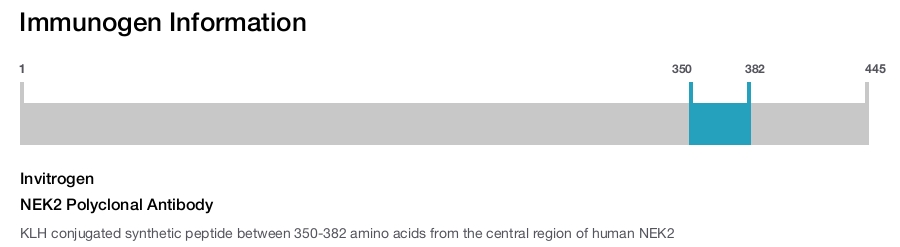 NEK2 Polyclonal Antibody