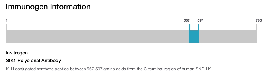 SIK1 Polyclonal Antibody