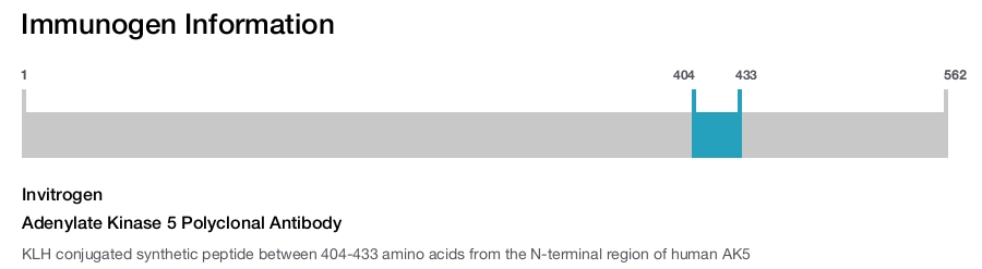 Adenylate Kinase 5 Polyclonal Antibody