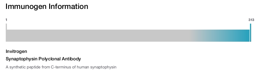 Synaptophysin Polyclonal Antibody