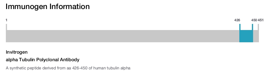 alpha Tubulin Polyclonal Antibody