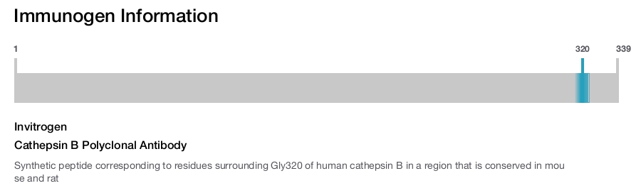 Cathepsin B Polyclonal Antibody