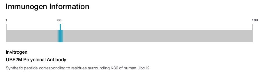 UBE2M Polyclonal Antibody