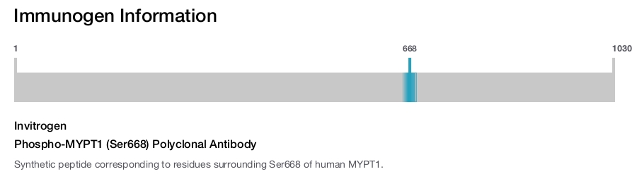 Phospho-MYPT1 (Ser668) Polyclonal Antibody