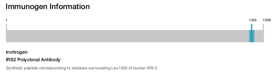 IRS2 Polyclonal Antibody
