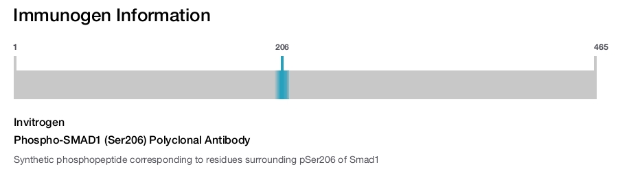 Phospho-SMAD1 (Ser206) Polyclonal Antibody