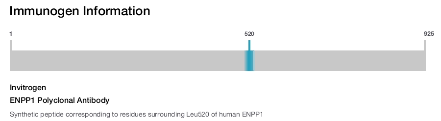 ENPP1 Polyclonal Antibody