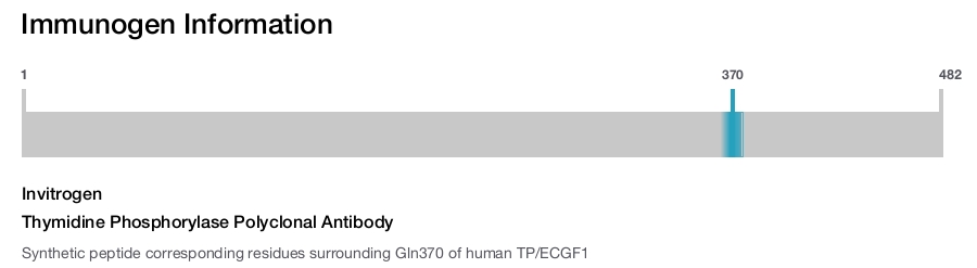 Thymidine Phosphorylase Polyclonal Antibody