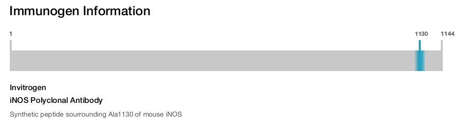iNOS Polyclonal Antibody