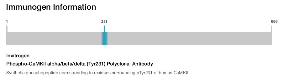 Phospho-CaMKII alpha/beta/delta (Tyr231) Polyclonal Antibody