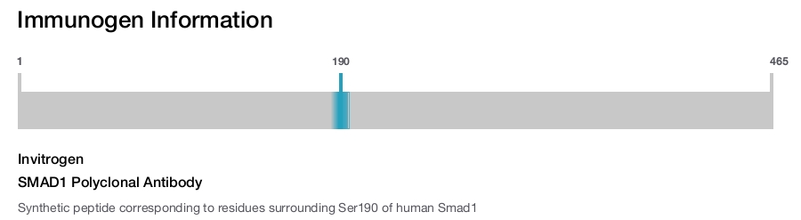 SMAD1 Polyclonal Antibody