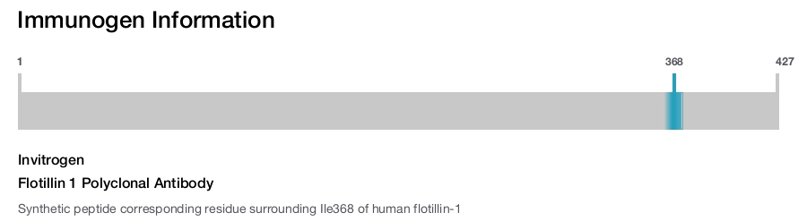 Flotillin 1 Polyclonal Antibody