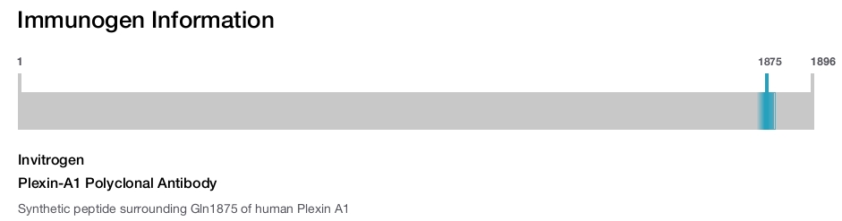Plexin-A1 Polyclonal Antibody