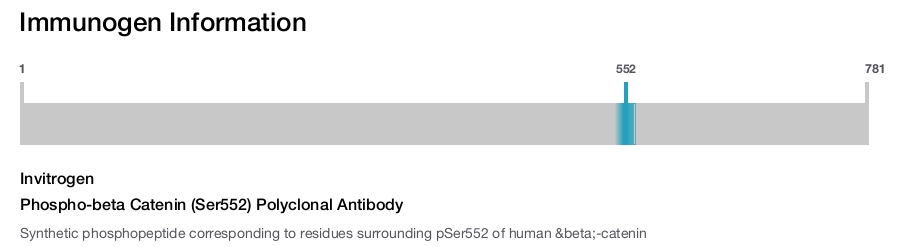 Phospho-beta Catenin (Ser552) Polyclonal Antibody