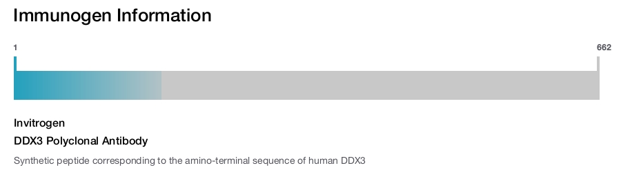 DDX3 Polyclonal Antibody
