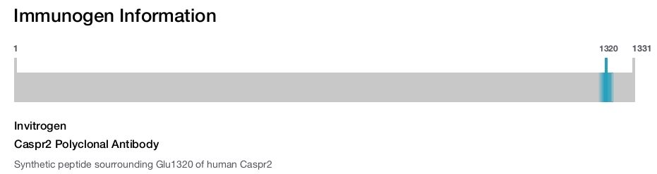 Caspr2 Polyclonal Antibody