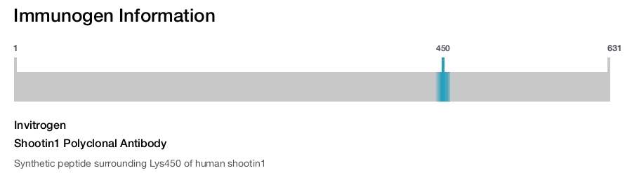 Shootin1 Polyclonal Antibody