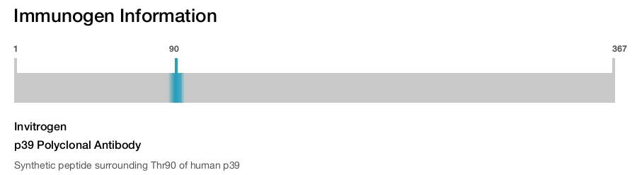 p39 Polyclonal Antibody